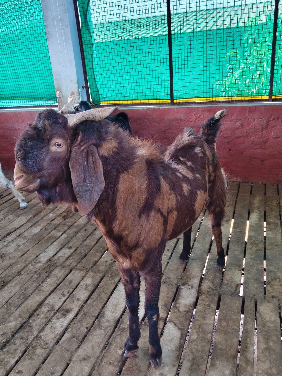 Sirohi